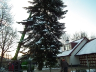 Kerstbomen zagen voor op het Plein