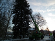 Kerstbomen zagen voor op het Plein