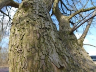 In vogelvlucht De gele Kornoelje