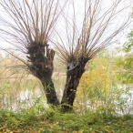 Dorpsbos Biddinghuizen in herfstkleuren 2/2