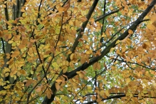 Dorpsbos Biddinghuizen in herfstkleuren 1/2