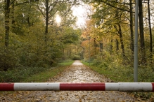 Dorpsbos Biddinghuizen in herfstkleuren 1/2