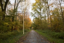 Dorpsbos Biddinghuizen in herfstkleuren 1/2