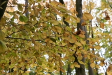 Dorpsbos Biddinghuizen in herfstkleuren 1/2