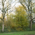 Dorpsbos Biddinghuizen in herfstkleuren 2/2