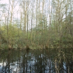 Herfst in het Harderbos