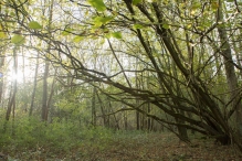 Herfst in het Harderbos