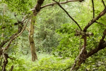 Harderbos tussen zomer en herfst