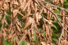 Harderbos tussen zomer en herfst