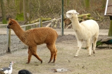 Nieuwe bewoners Scharrelberg