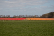 Tulpenroute 2021 (Wandelroute Swifterbant)