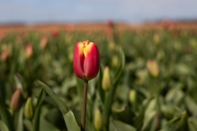 Tulpenroute 2021 (Wandelroute Swifterbant)