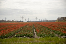 Tulpenroute 2021 (Wandelroute Swifterbant)