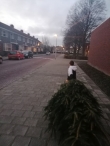 Kerstbomen versnipperen