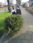 Kerstbomen versnipperen