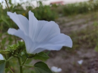 Plukavond bij Hanneke's Pluktuin