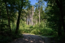 Harderbos