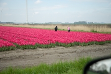 Tulpenroute Flevoland 2023