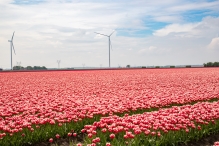 Tulpenroute Flevoland 2023