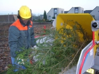 Kerstbomen versnipperen