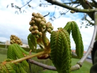 In Vogelvlucht: De paardekastanje