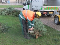 Kerstbomen versnipperen