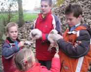 Kerkuilen aan de Nonnetjesweg