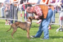 Koninginnedag 2004 - Doggy Dance