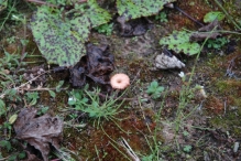 Werkdag natuurstrook van Werven