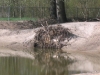 Biddinghuizen is ijsvogelnest rijker