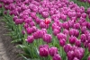 Filerijden voor zelf geplukt bosje tulpen