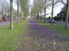 Lente op De Dreef