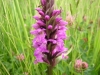 In Vogelvlucht: De Orchideeën van de polder