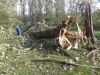 Storm velt diverse bomen