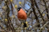 In vogelvlucht: de goudvink