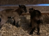 Eerste geitjes geboren bij Scharrelberg: vanmiddag open