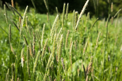 Gemeente past maaibeheer aan om meer ruimte te bieden aan natuur