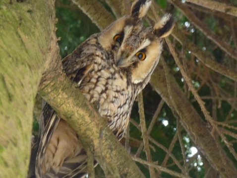 In Vogelvlucht: de ransuil