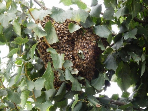 In Vogelvlucht: bijenzwermen