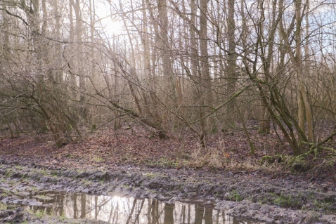 Natuurwandeling Bremerberg