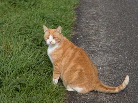 Actie voor katten bij Delta Dierenartsen