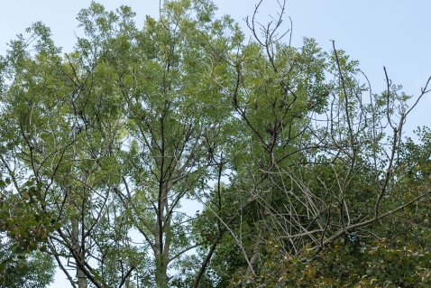 Honderden bomen gekapt door essentaksterfte