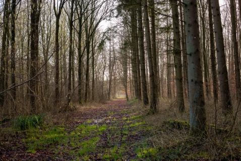 Spooktocht Biddinghuizen brengt dorpsbos tot leven