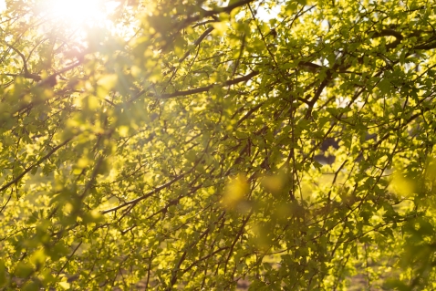 Landschapsbeheer start met Groen Vragenuurtje