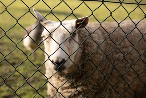 Nieuwe blauwtongvariant ontdekt in Flevoland