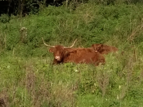 Nieuwe grazers krijgen toegang tot heel Harderbos