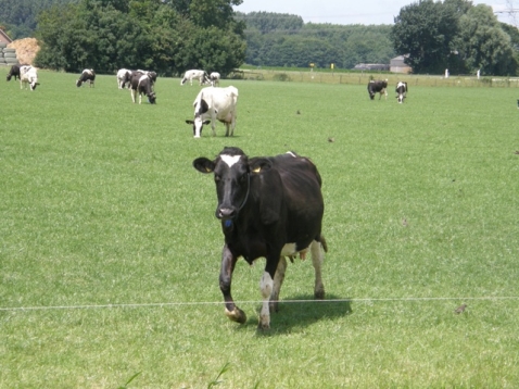 Wijzigingen beleidsregels stikstof