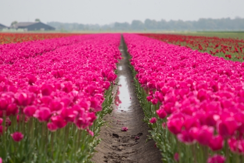 Tulpenroute Flevoland gaat eerder van start