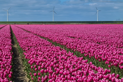 Bloeiende tulpen trekken bekijks en creativiteit