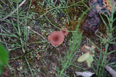 Werkdag natuurstrook van Werven